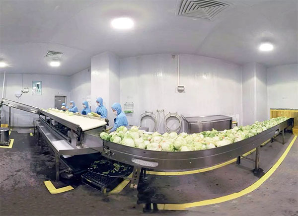 全自动蔬菜瓜果包装机设备车间操作实拍图